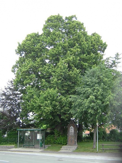 Bild 1 von Linde an der Fürstenberger Straße